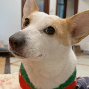 爱吃绿爽的凹凸曼