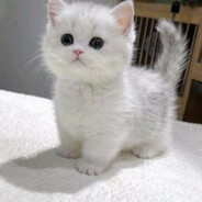 ×͜×I N G U S H⁰⁶