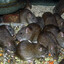 Pit of Rats