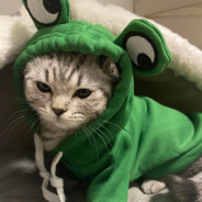 苍蝇