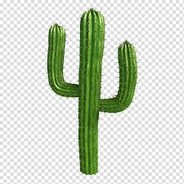 CrazyCactus