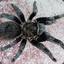 LiL•PhoRmiCtoPus(ken r. a)
