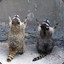 VivaRaccoon