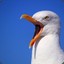 Seagull