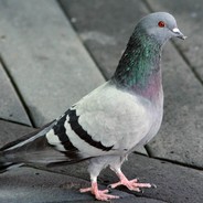 约qa群：363447645