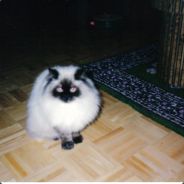 (ØCĐ) Bruce Lee | GHSG