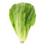 Lettuce