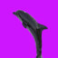 Evil Black Dolphin