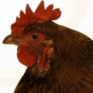 公鸡