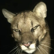 phimere avatar