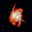 Stafford_Winchester