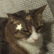 bowwow