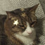 bowwow