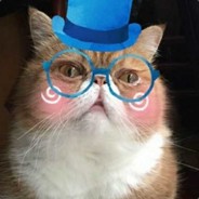 猫老板