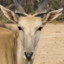 ubder eland