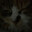 noavoid-