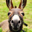 donkeyyy
