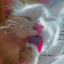 chif-
