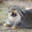 ManuL