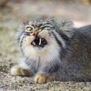 ManuL