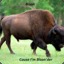 Bison