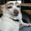 Dog with Eyebrows