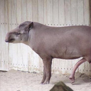 Seksowny Tapir