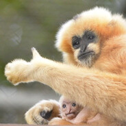 gibbon wizard avatar