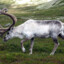 Albiinoporo