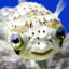 StonedPufferfish