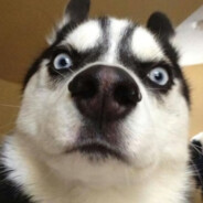 散财仙灵能猫不是屑