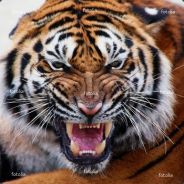 Praetorian - steam id 76561197961854369