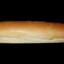 BustyBreadstick