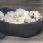 I love boopie <3