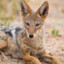 Pale Jackal