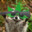 Ratcoon shotgun weed glasses's avatar