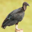 URUBU