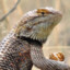Lizard Brain