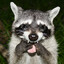 ρ𝗈𝗋n𝗁uᑲ♡ Raccoon