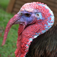 Foox GluGlu