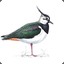 lapwing