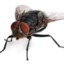 PENE DE MOSCA