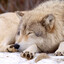 Sleepy_Wolf