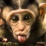 Monkey