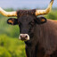 Gros Boeuf