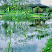 料青山见我应如是