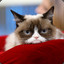 Grumpy cat