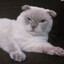 котик для вязки's avatar
