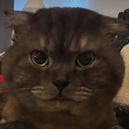 cow - steam id 76561199219607669