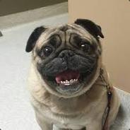 Doggie88